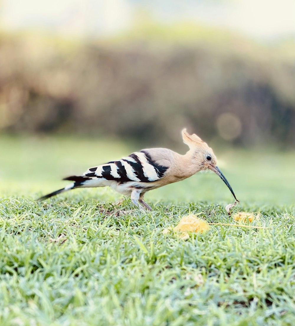 black and white bird on green grass during daytime