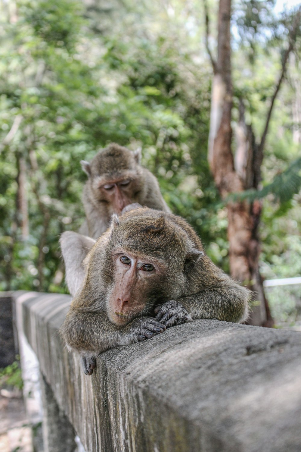 brown monkey on tree branch during daytime