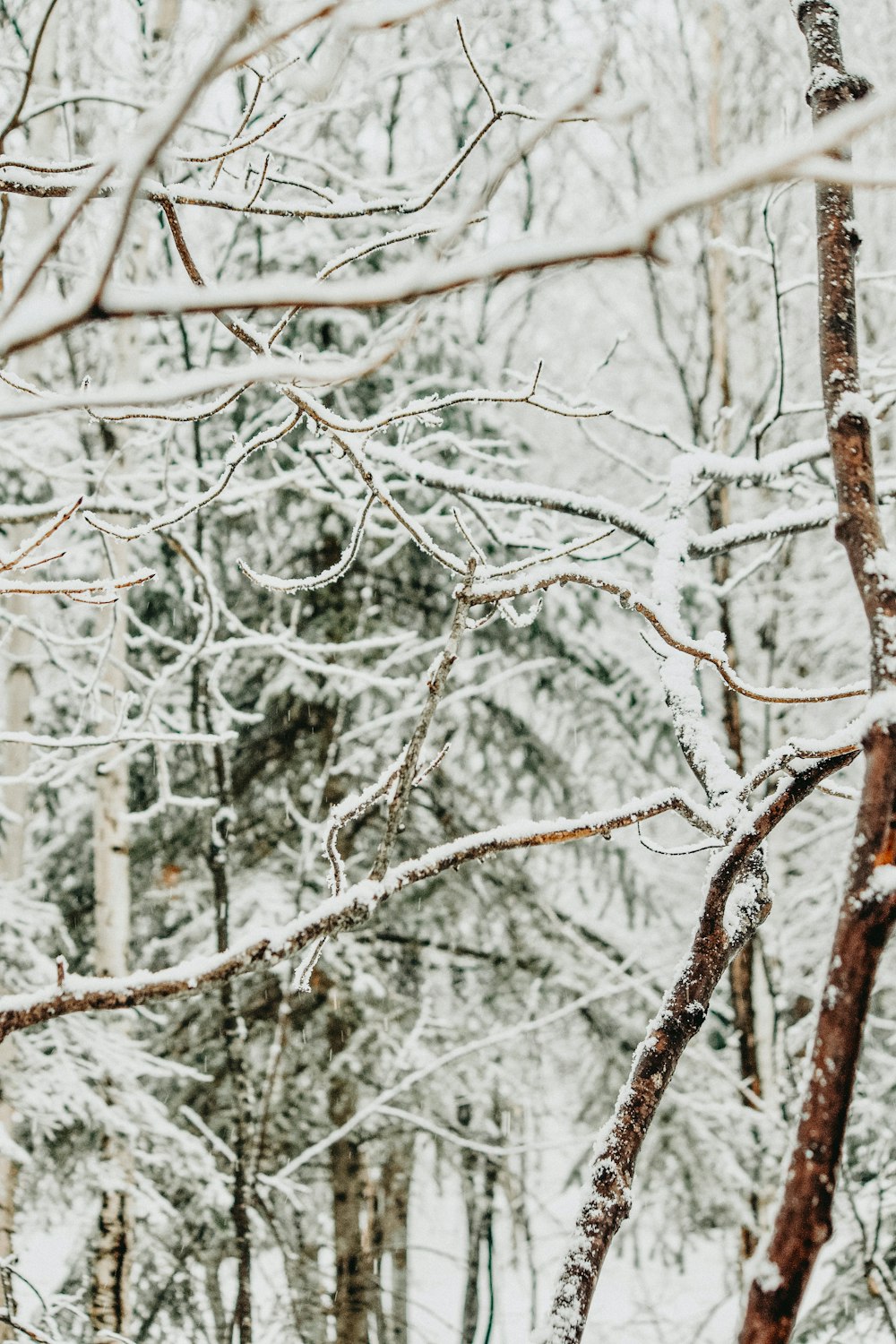 昼間は雪が積もった白い木の枝