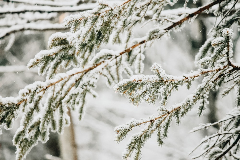 snow covered tree during daytime