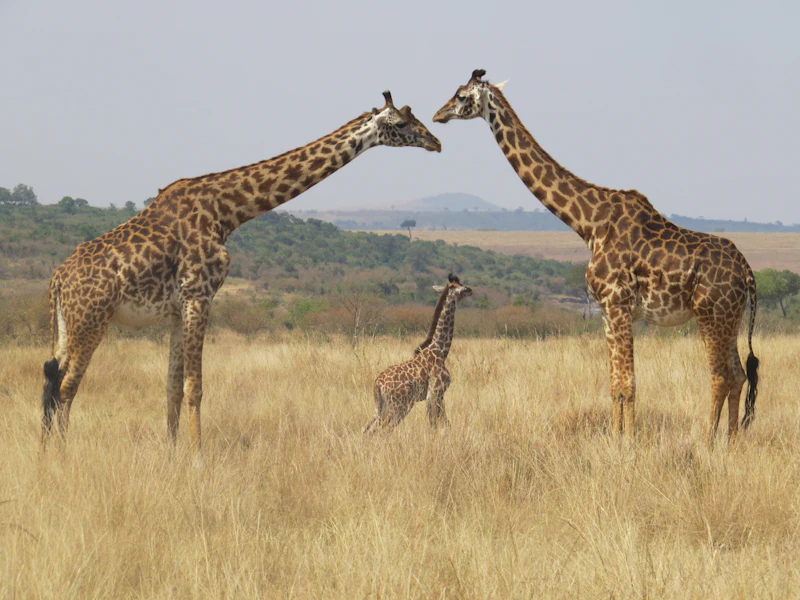 A giraffe in the dry grass