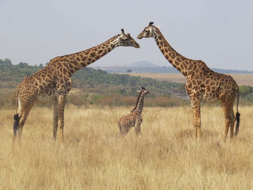 Giraffa in piedi sul campo di erba marrone durante il giorno