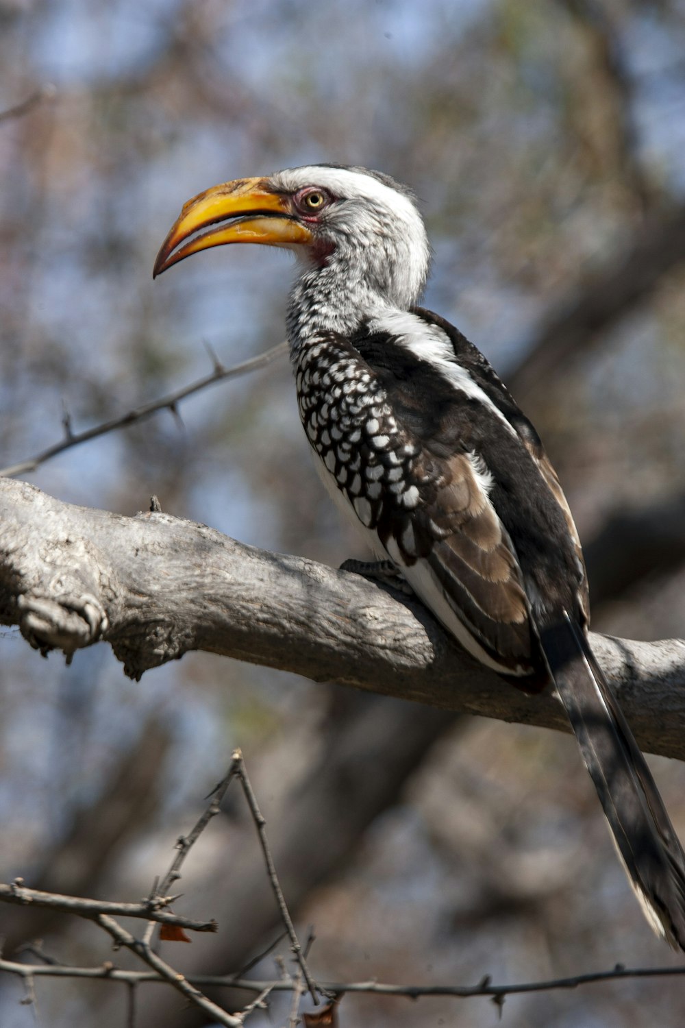 black and white bird on brown tree branch