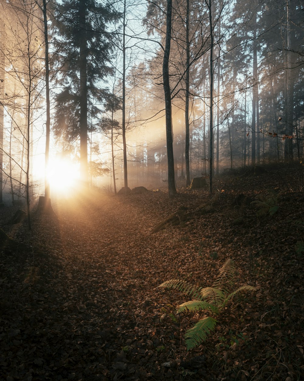 brown dried leaves on ground with trees during daytime