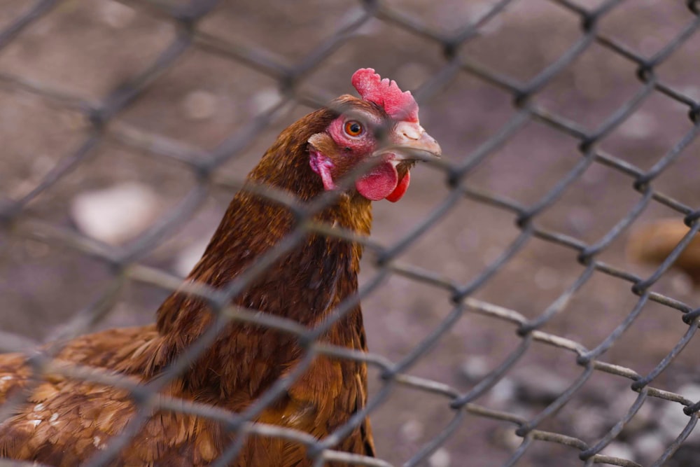 brown hen on gray metal cage