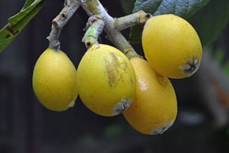 Four yellow-orange fruits hang from a branch with green leaves in the background. The fruits have a smooth texture and some water droplets on their surface, indicating freshness.