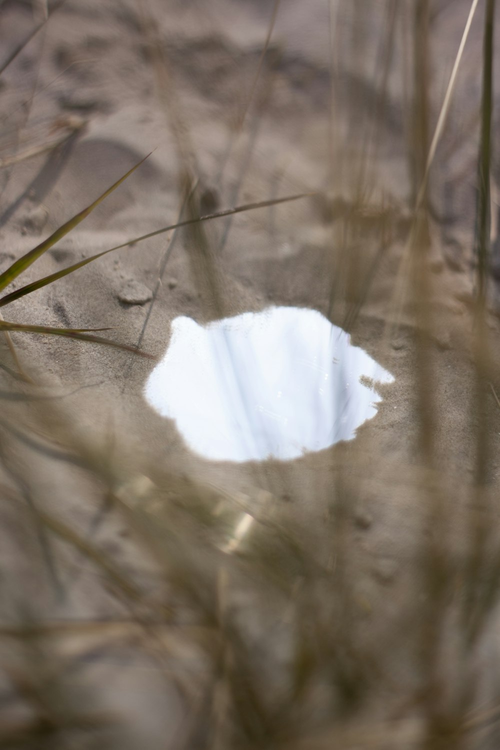 white flower on brown soil