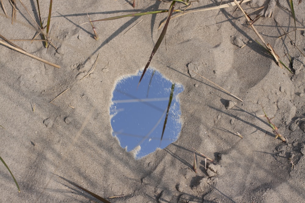 blue and white flower on brown sand