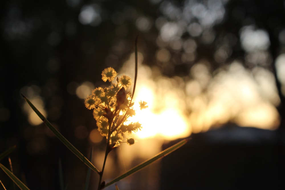 yellow flower in tilt shift lens