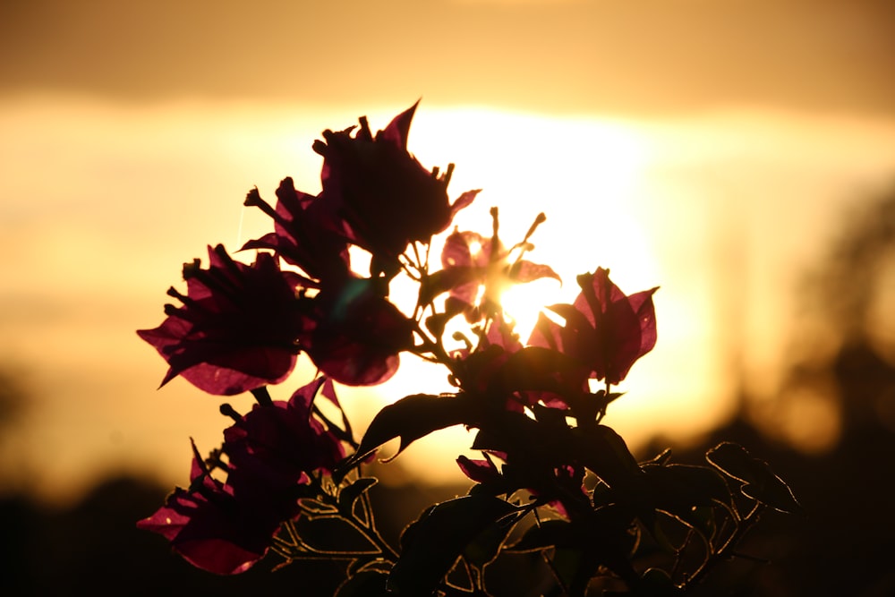 red flower in close up photography during sunset