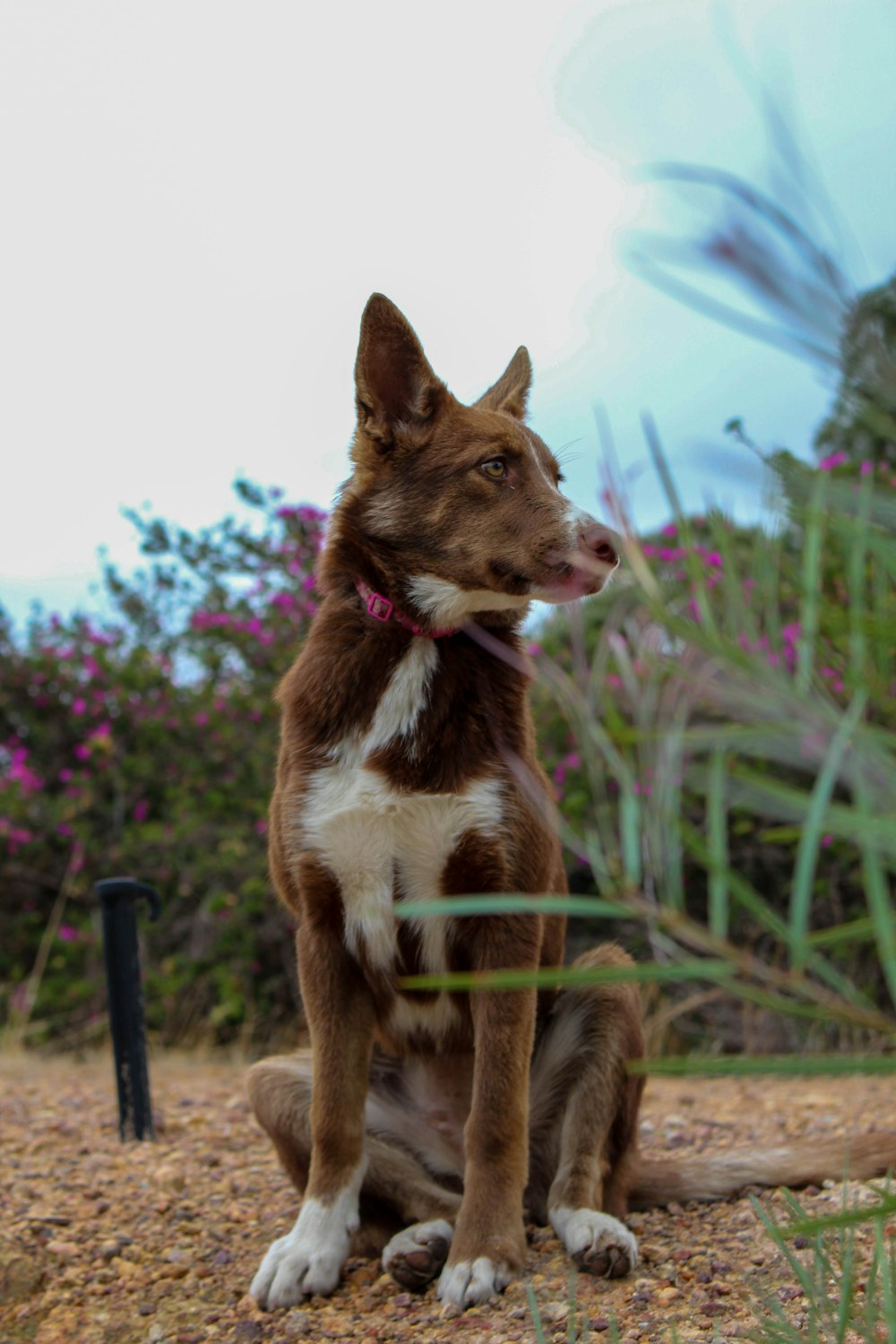 brown and white short coated dog sitting on ground during daytime