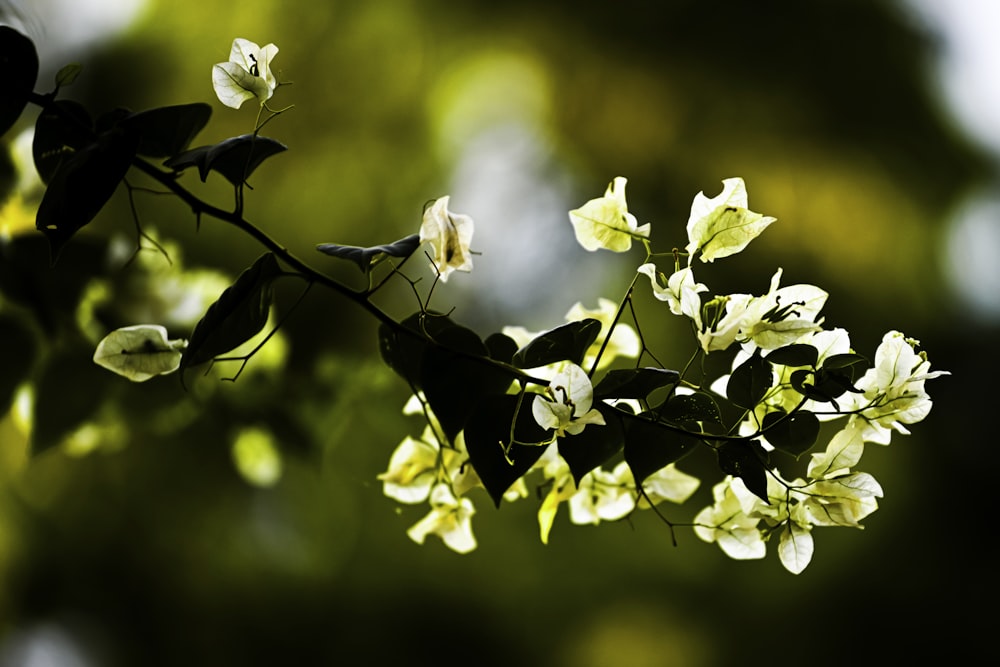 yellow flowers in tilt shift lens