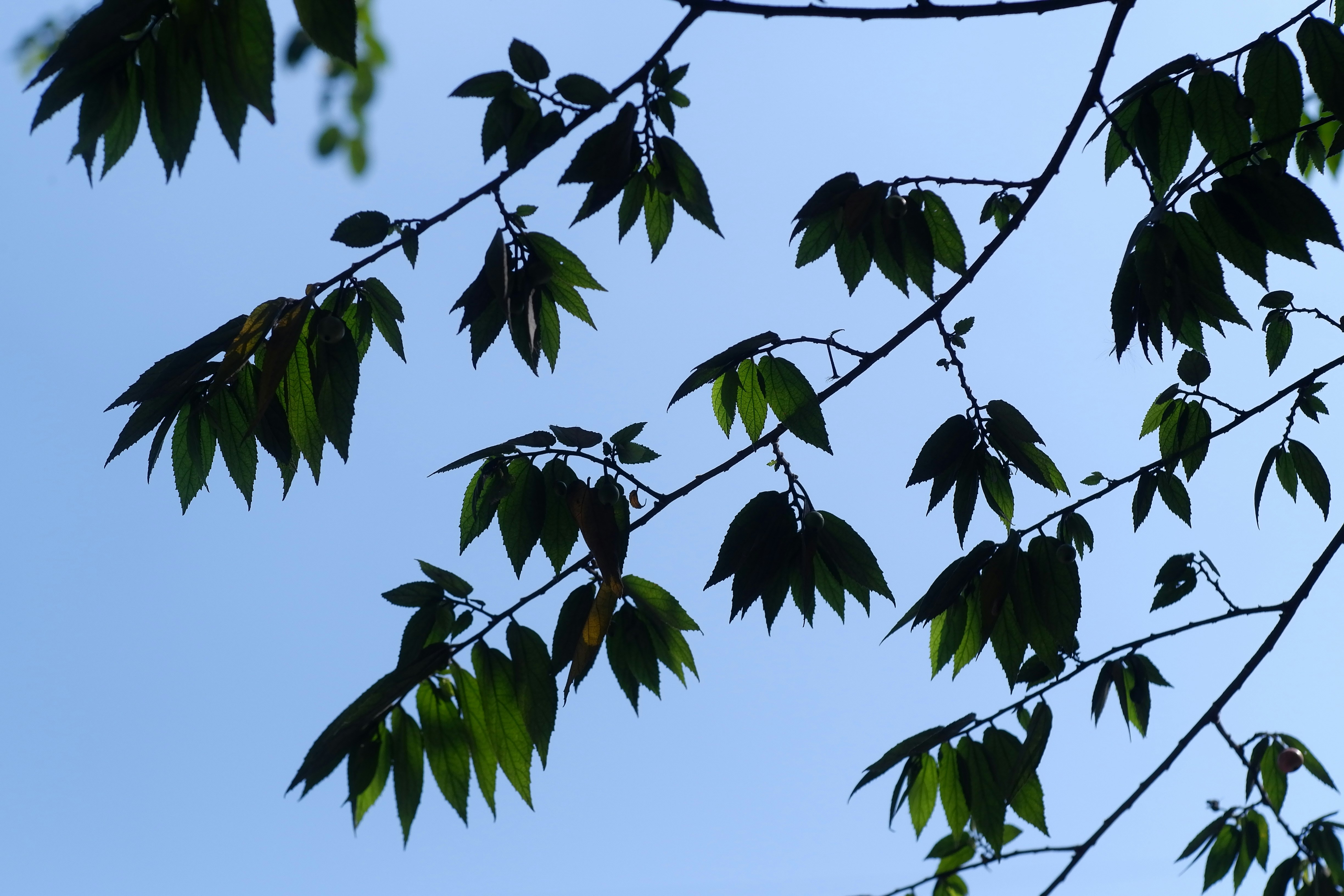 Photo by muaraibrahim