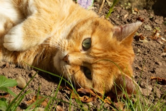 A beautiful Highland Lynx cat lounging in a sunny garden.