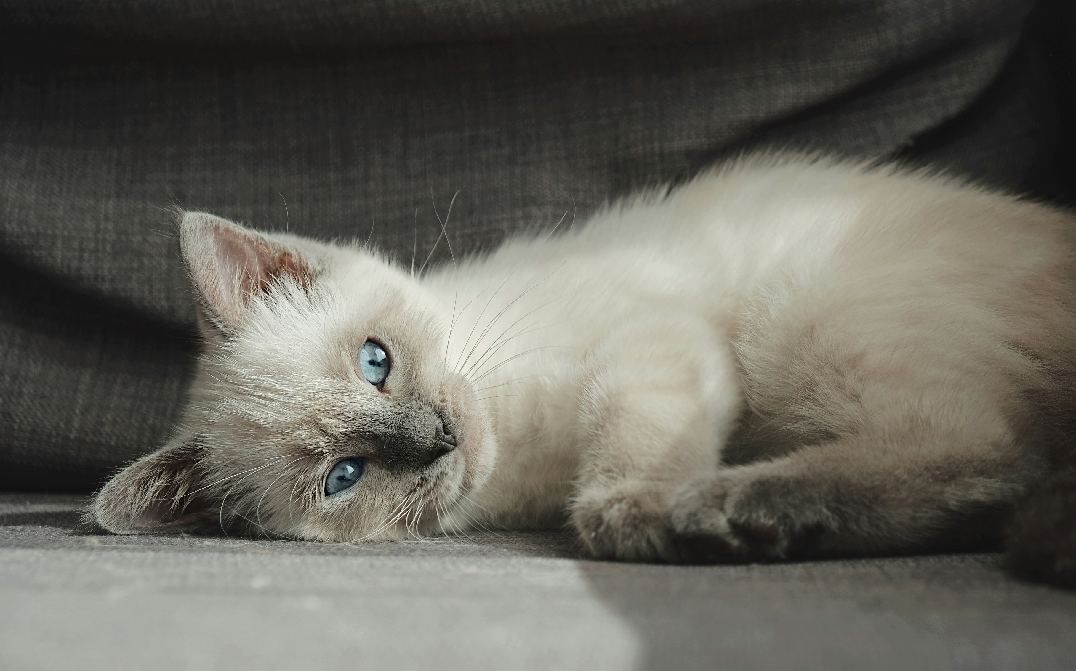 White And Blue Cat Lying On White Floor Photo Free Grey Image On Unsplash