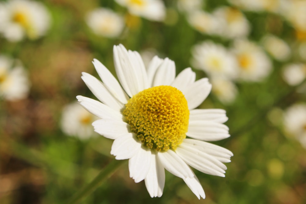 white daisy in bloom during daytime