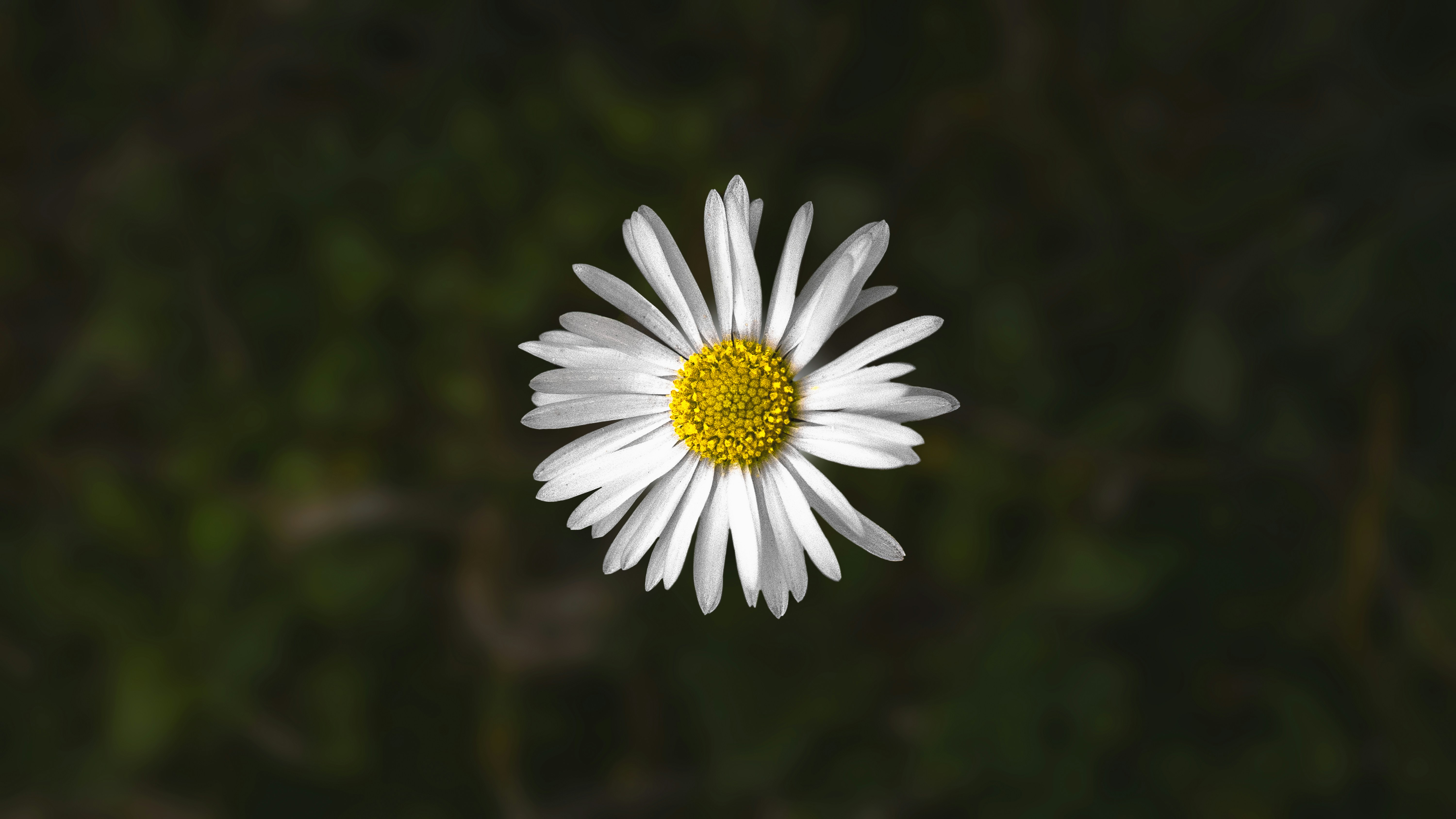 Photo by greatgatsby