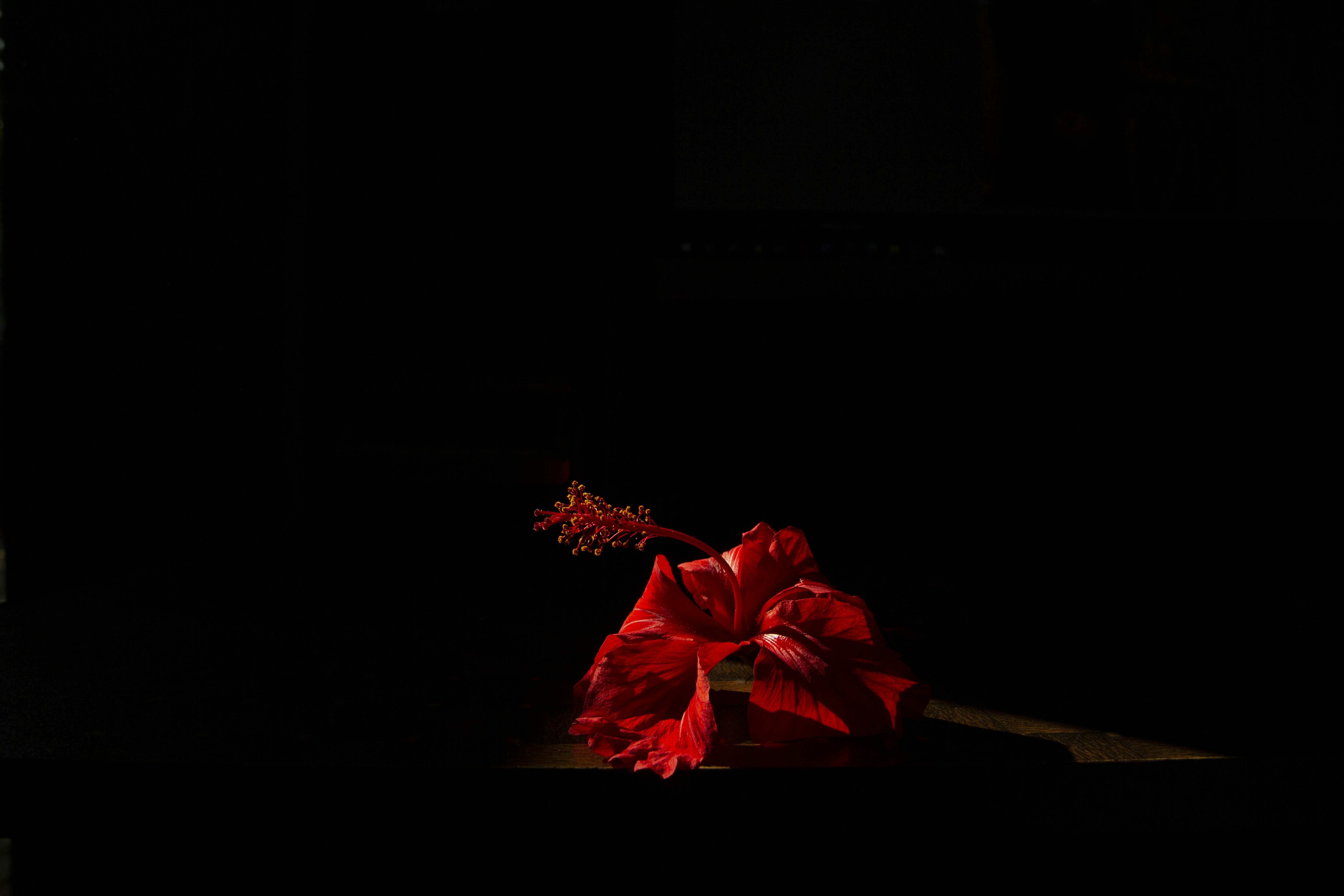 Photo by asraful_shovon