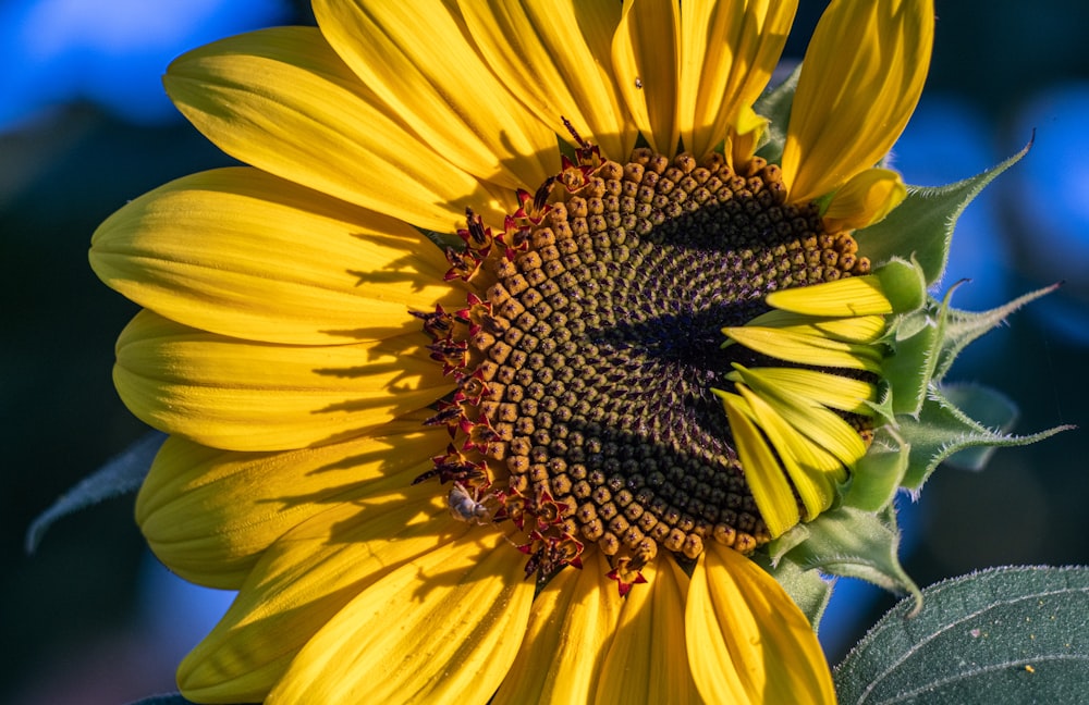 Girasol amarillo en fotografía de primer plano