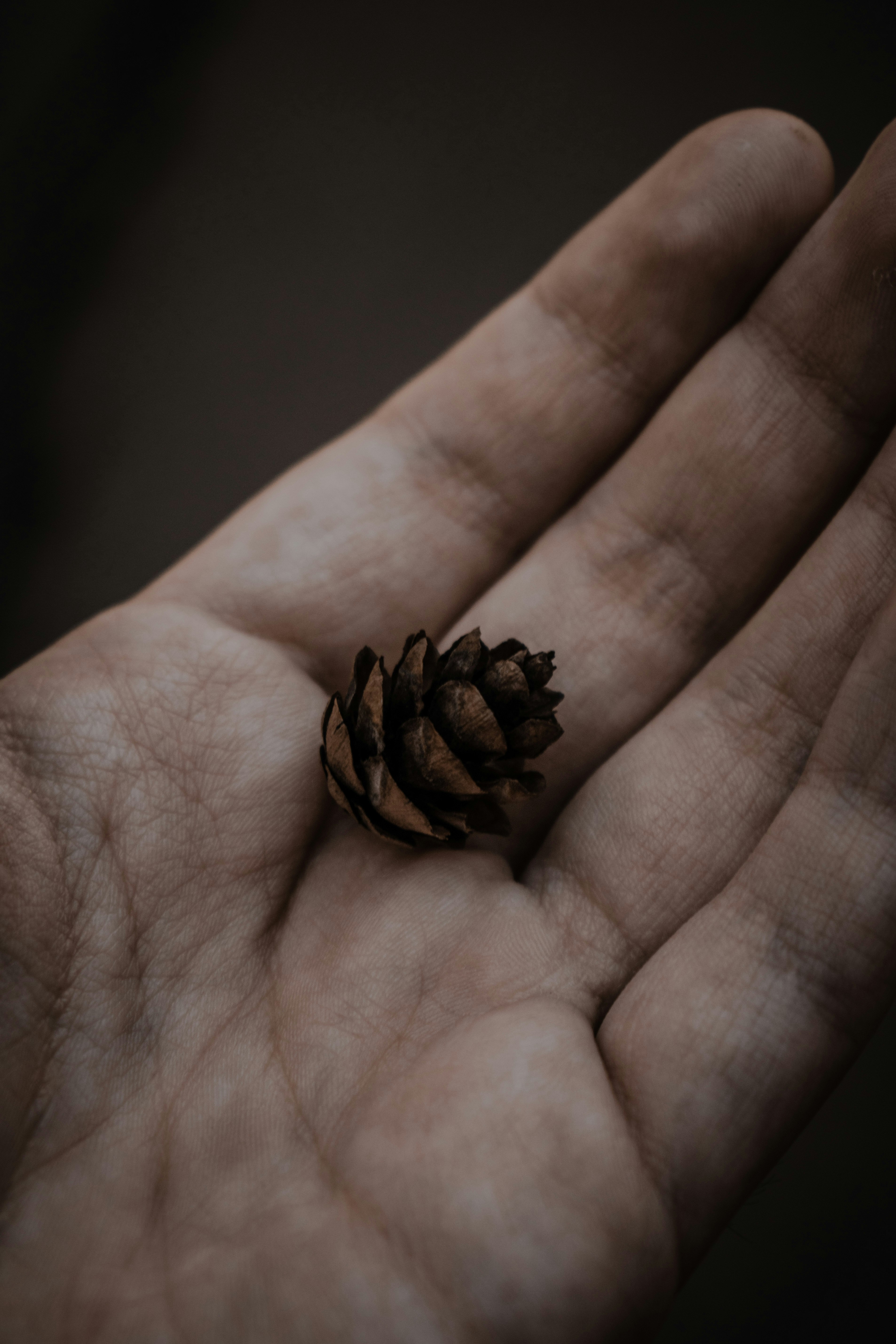 brown dried leaves on persons palm