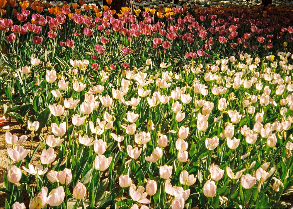 white and purple flower field