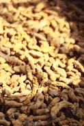 A collection of dried, irregularly shaped turmeric roots with a rough texture, illuminated by warm sunlight, creating patches of light and shadow.