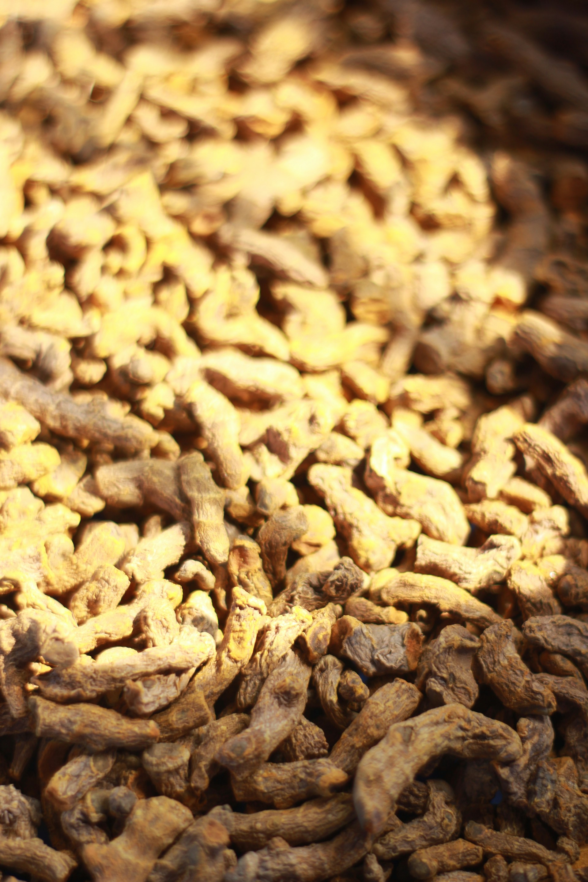 A close-up shot of vibrant turmeric roots freshly harvested from rich, fertile soil under natural sunlight.
