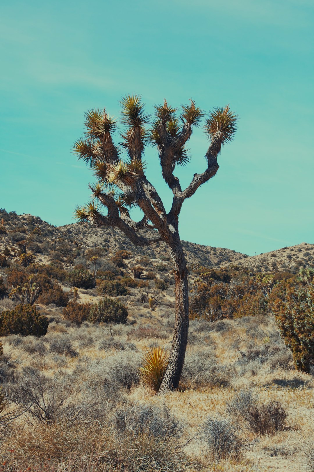 green and brown tree on brown rocky mountain during daytime