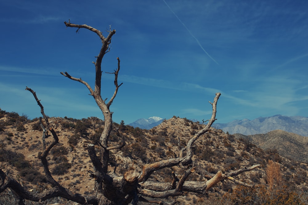 Branche d’arbre brun sur la montagne de roche brune sous le ciel bleu pendant la journée