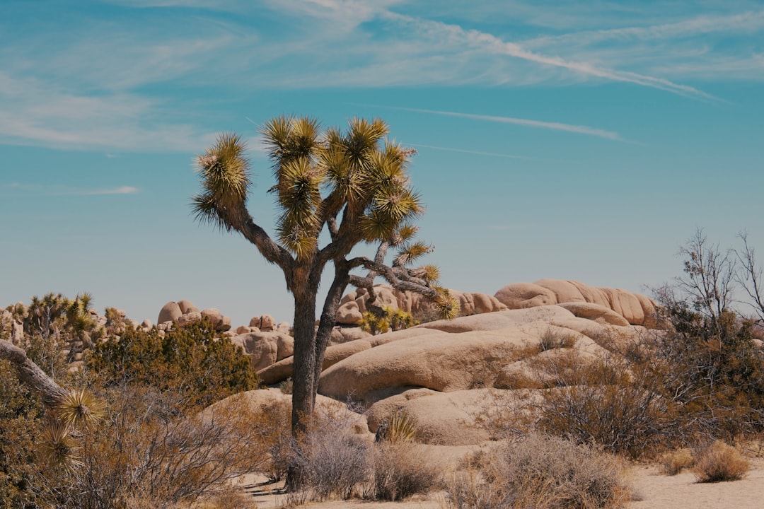 green tree on brown field under blue sky during daytime