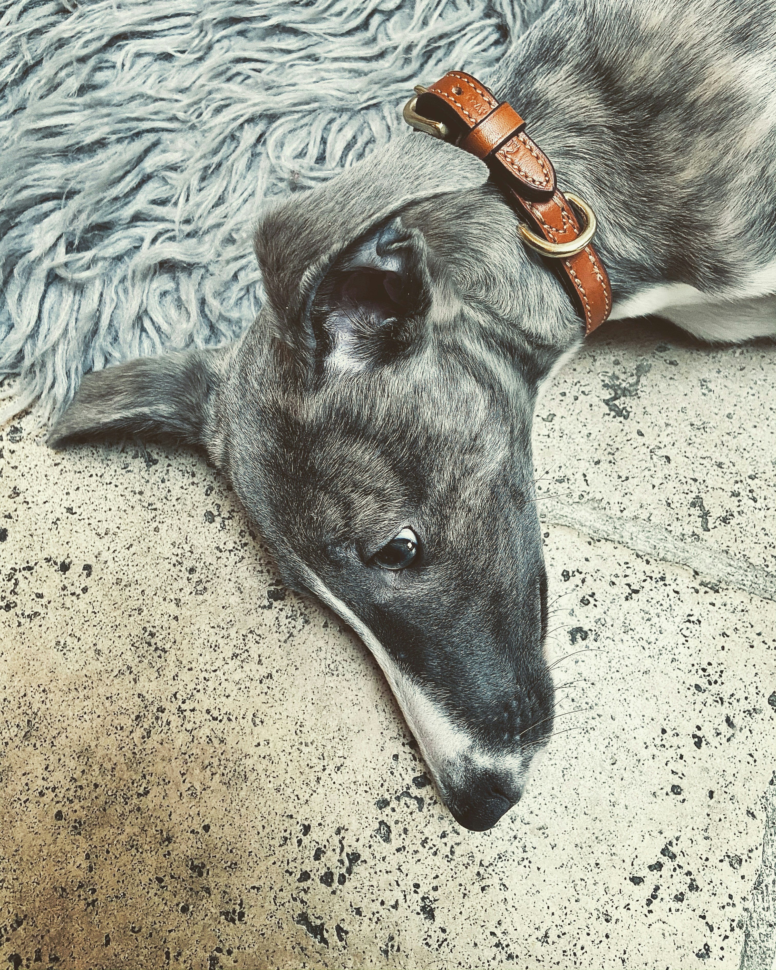 black and white short coated dog lying on white textile