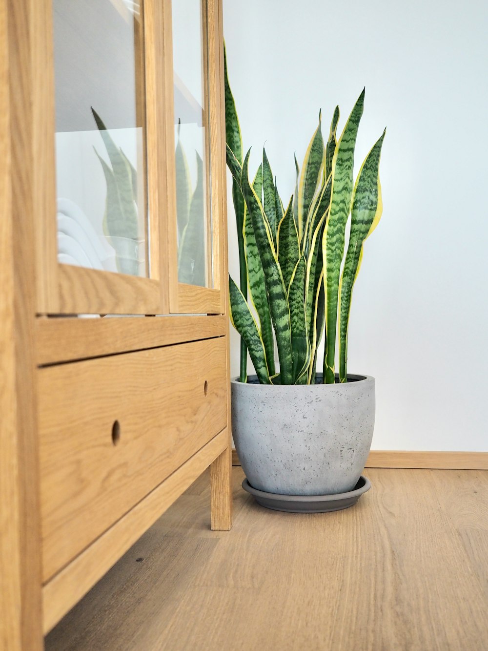 green snake plant on blue ceramic pot