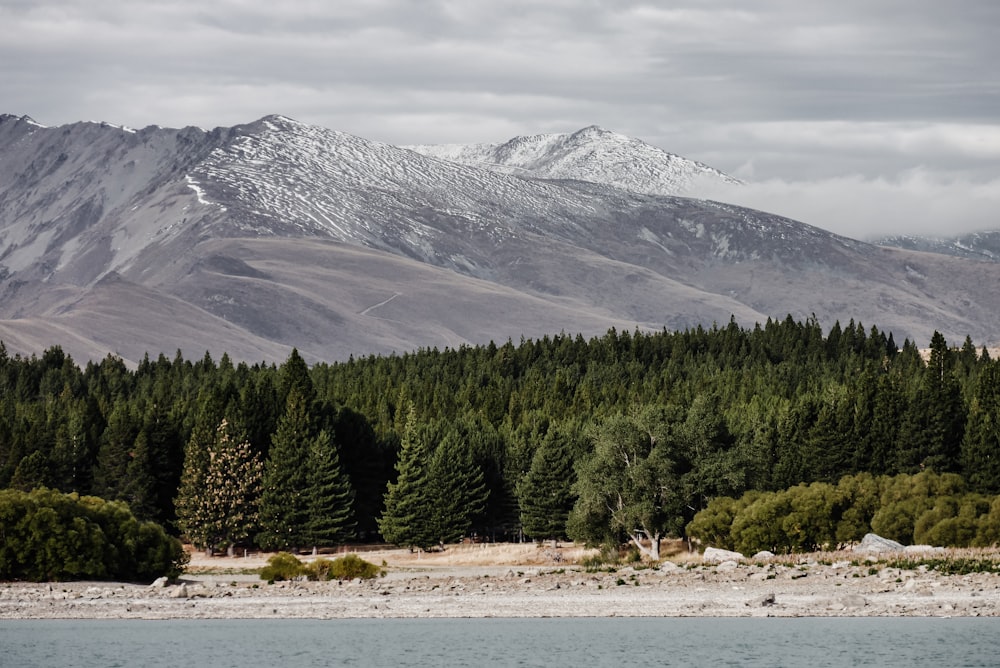 green trees near snow covered mountain during daytime