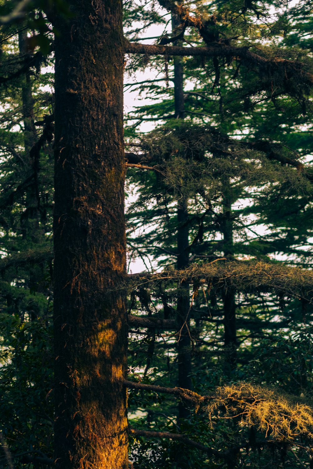 green and brown trees during daytime