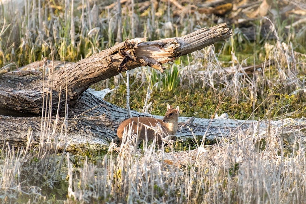 brown fox on gray grass field during daytime