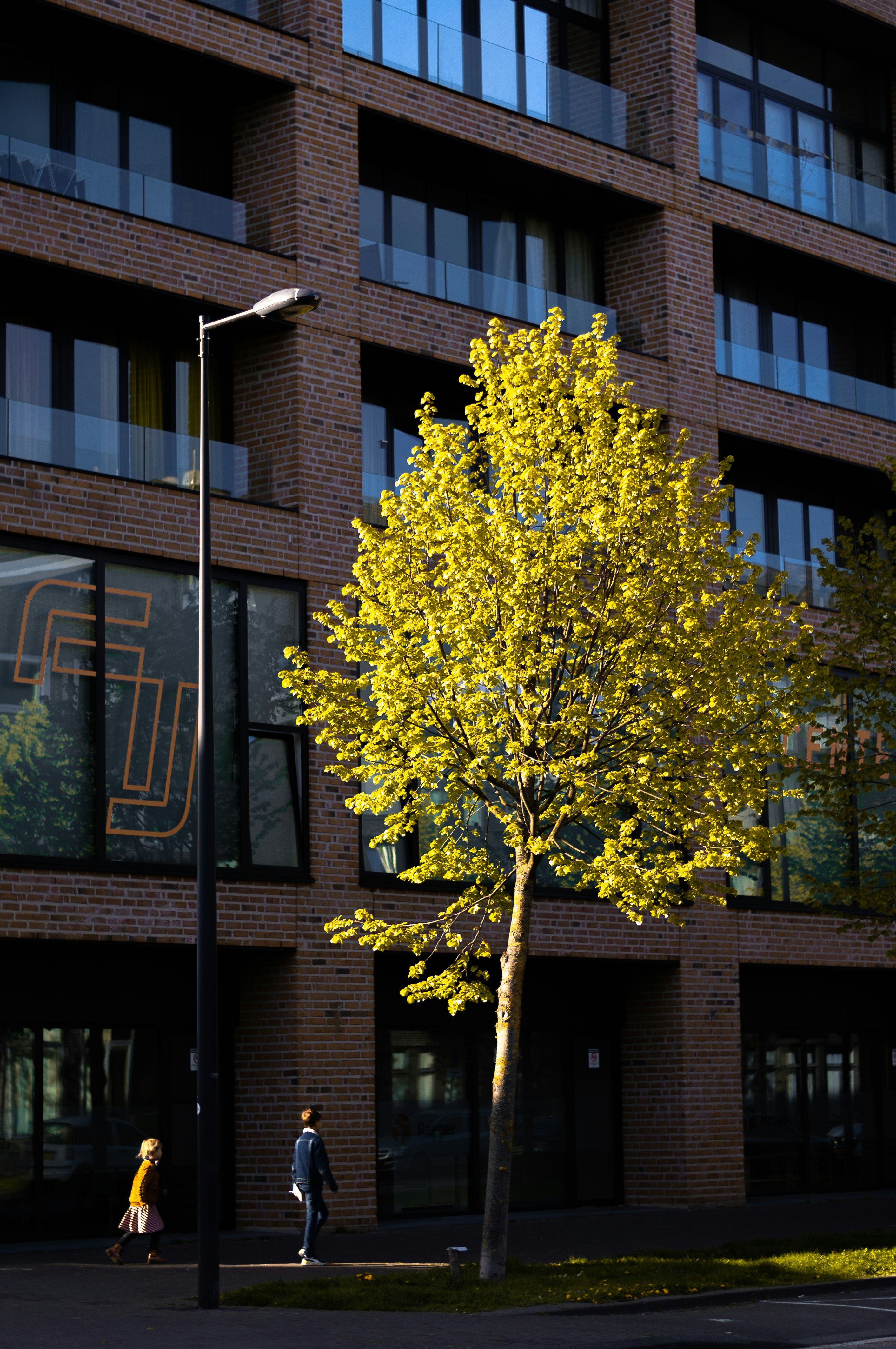 yellow tree in front of brown building