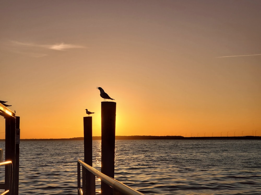 person standing on wooden dock during sunset