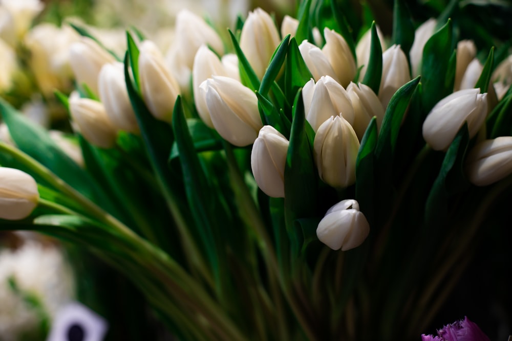 white tulips in bloom during daytime