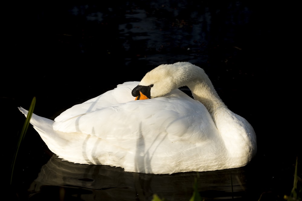 white swan on water during daytime