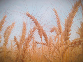 Close-up of golden wheat fields swaying under a clear blue sky at sunrise.