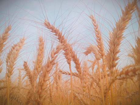 Close-up of golden wheat fields swaying under a clear blue sky at sunrise.