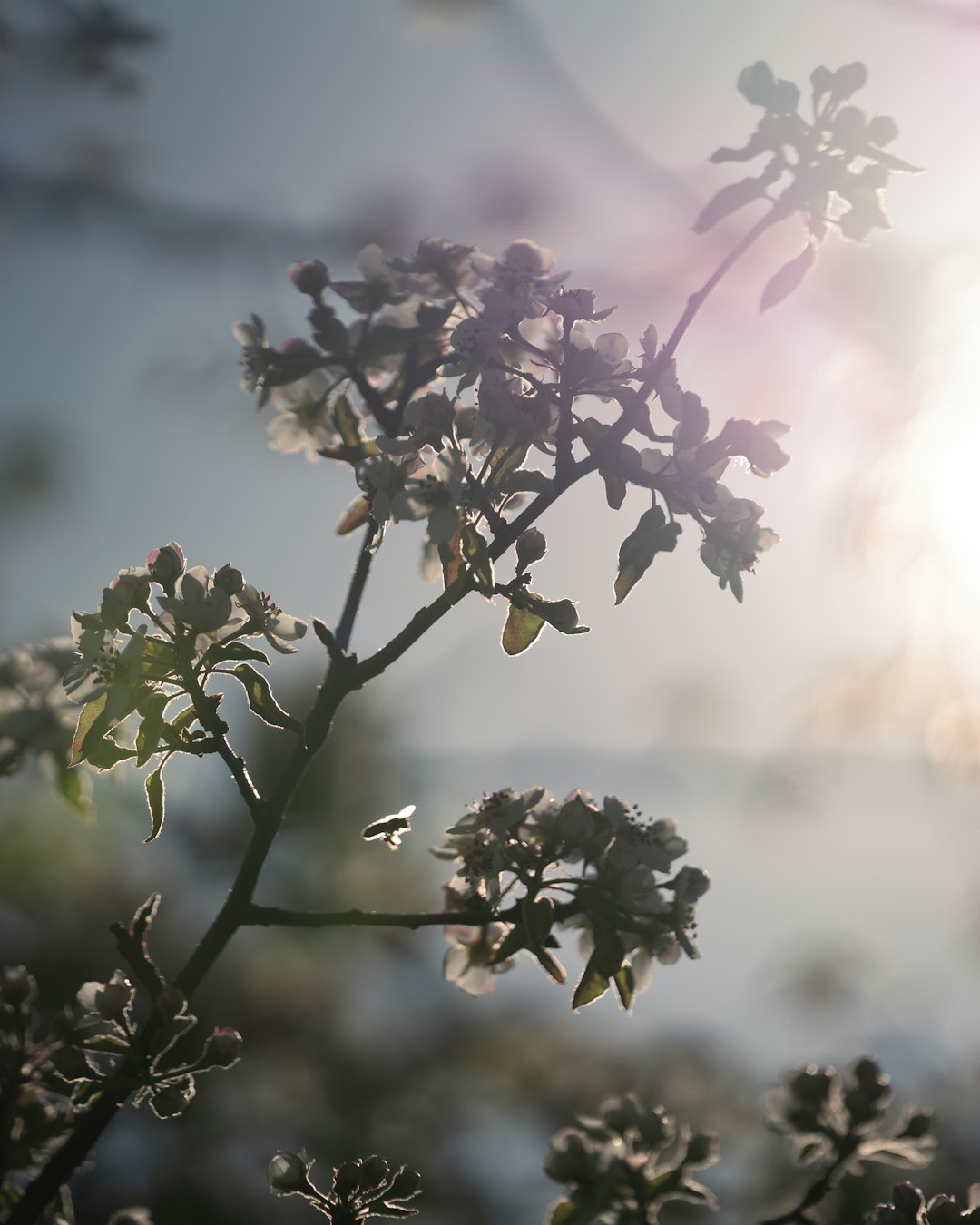 purple flowers in tilt shift lens