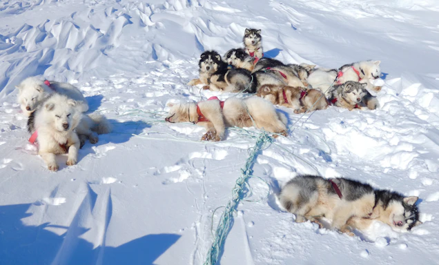 A friendly sled dog team resting beside a cozy wooden kennel under a bright blue sky.
