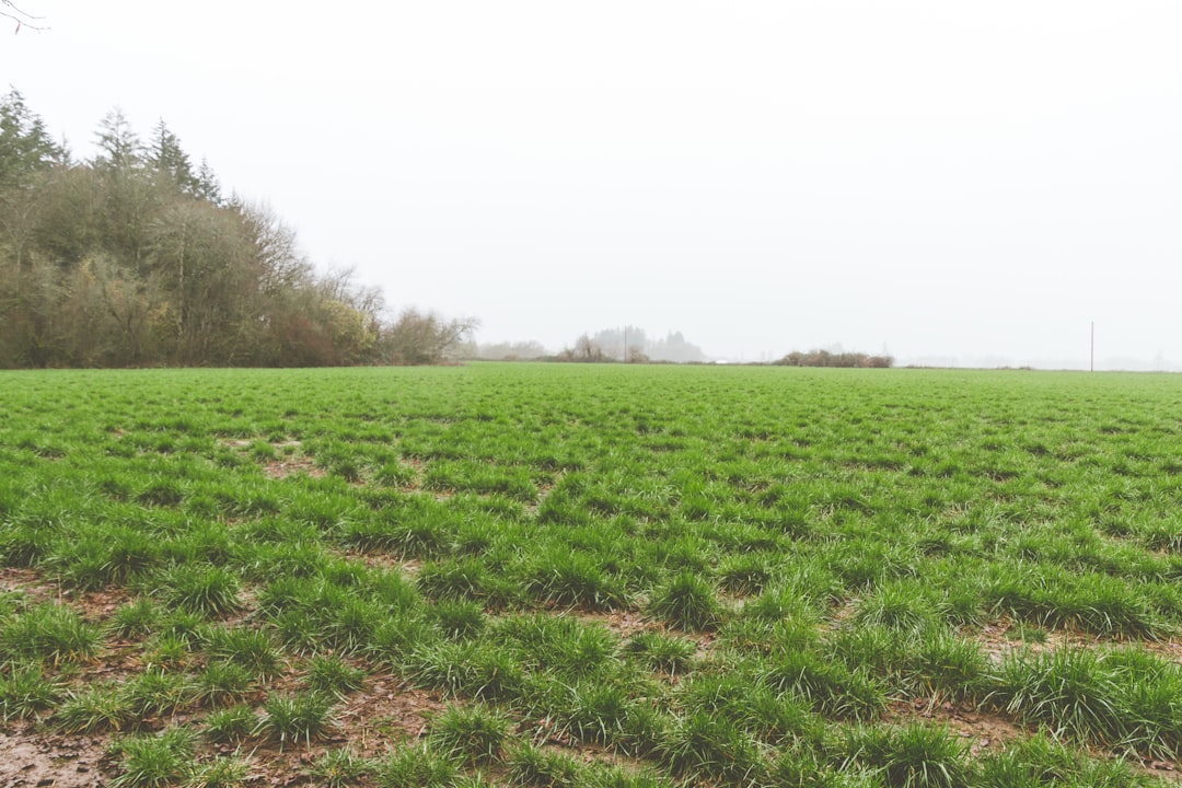 green grass field under white sky during daytime