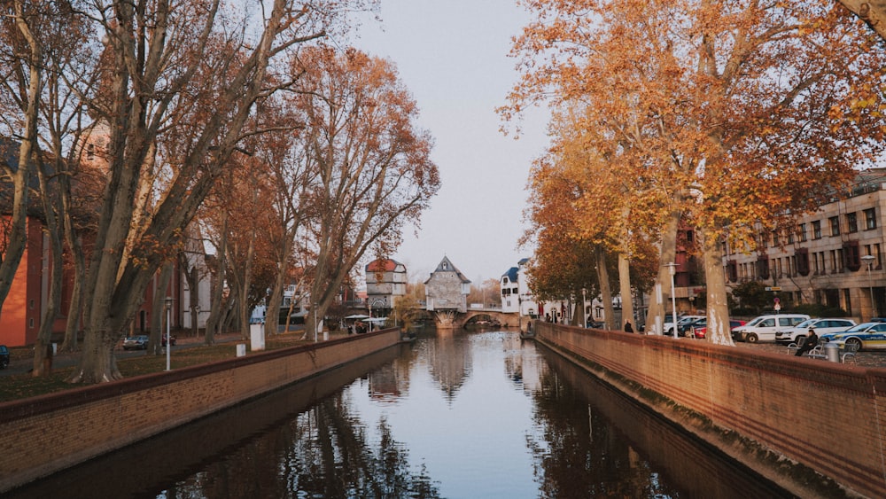 brown trees beside river during daytime