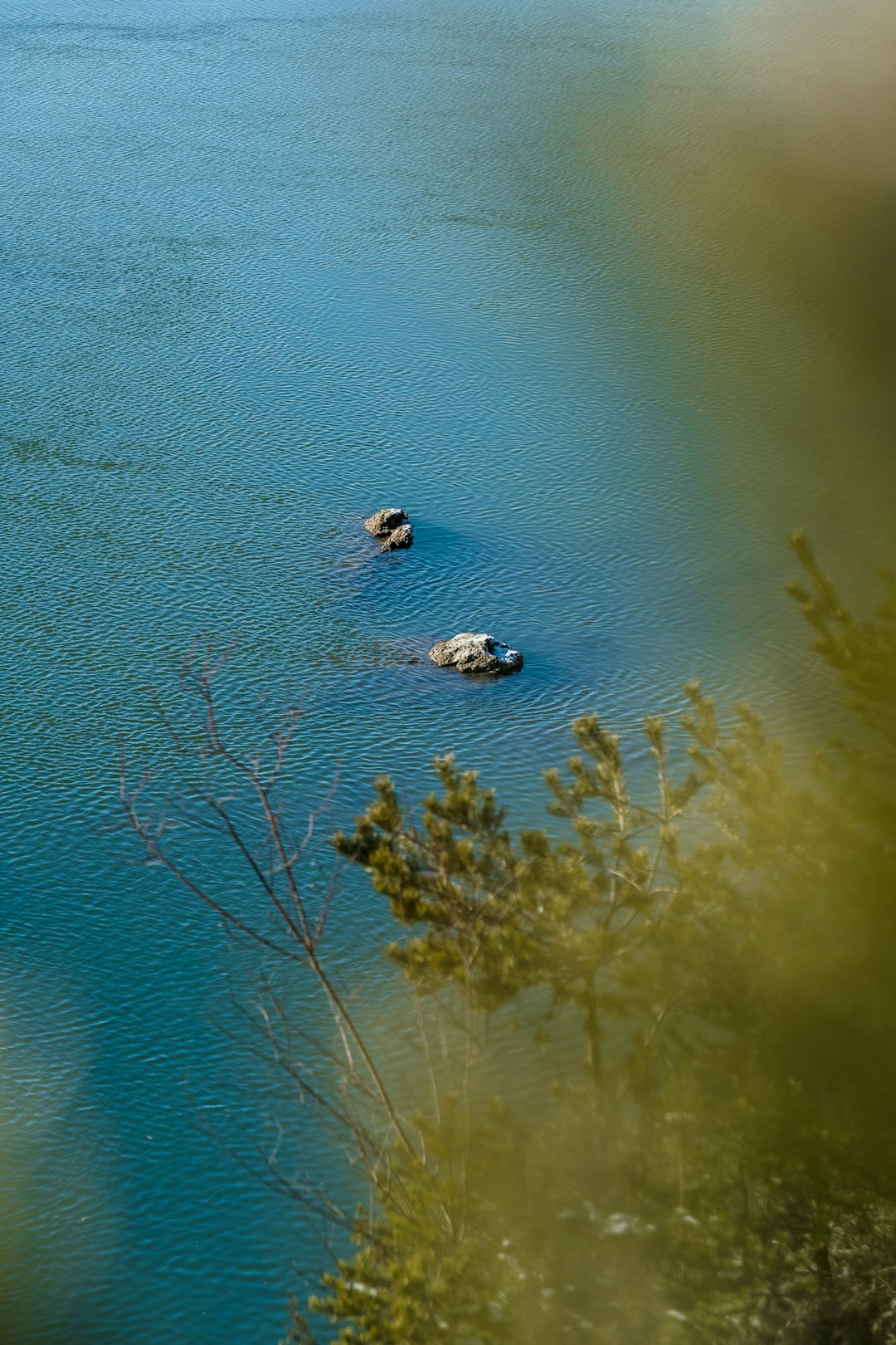 white and black bird on blue body of water during daytime