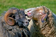 A black ram with large, curved horns and a light brown sheep are interacting closely in a grassy field. The animals appear to be nuzzling or gently head-butting one another, showing a sense of connection or affection.