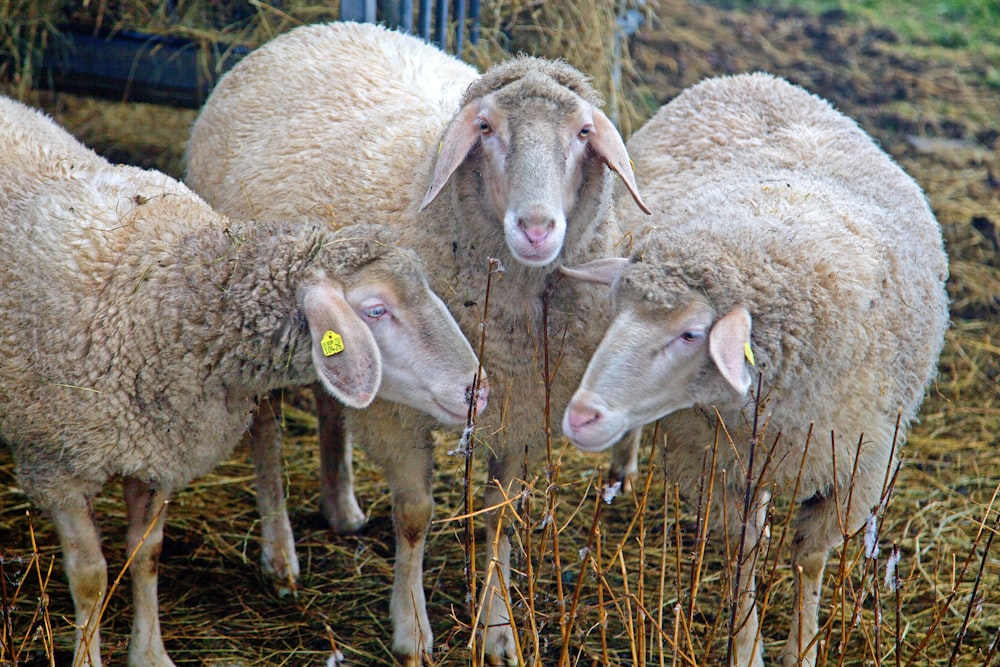 herd of sheep on brown grass during daytime