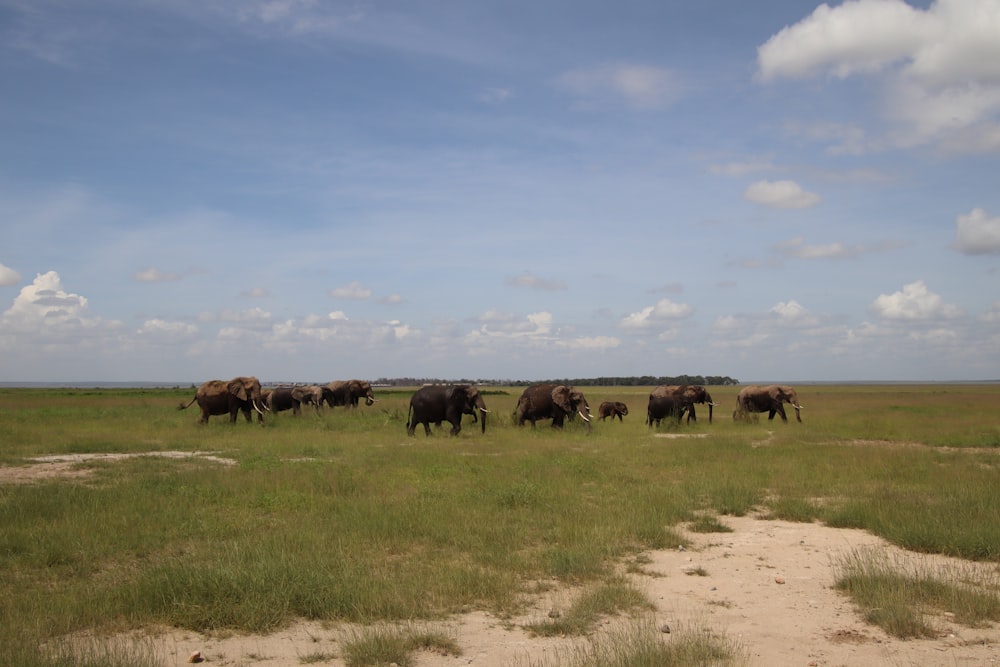 herd of horses on green grass field under blue sky during daytime