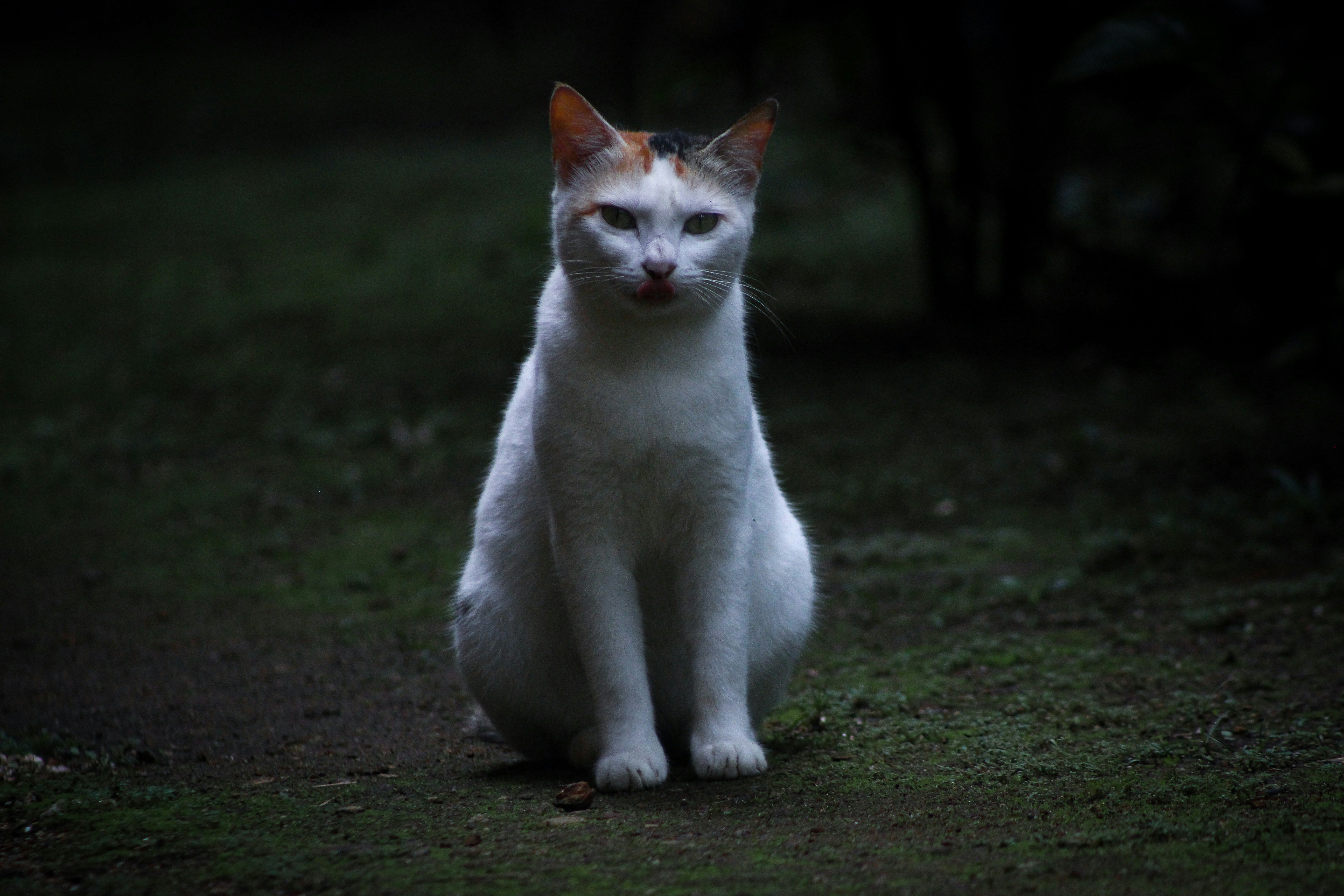 Photo by chief__parker